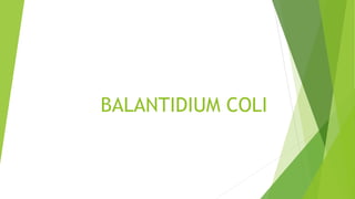 BALANTIDIUM COLI
 
