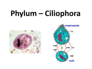 Phylum – Ciliophora
 