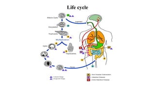 Life cycle
 