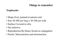 Things to remember
Trophozoite
• Shape Oval, pointed at anterior end
• Size 30-300 µm long x 30-100 µm wide
• Surface Covered in cilia
• Not infective
• Reproduction By binary fission or conjugation
• Nuclei: Macronucleus and micronucleus
 