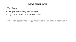 MORPHOLOGY
• Two forms:
a. Trophozoite – in dysenteric stool
b. Cyst: - in carriers and chronic cases
Both forms: binucleated - large macronucleus and small micronucleus
 