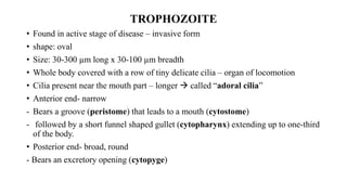 TROPHOZOITE
• Found in active stage of disease – invasive form
• shape: oval
• Size: 30-300 µm long x 30-100 µm breadth
• Whole body covered with a row of tiny delicate cilia – organ of locomotion
• Cilia present near the mouth part – longer  called “adoral cilia”
• Anterior end- narrow
- Bears a groove (peristome) that leads to a mouth (cytostome)
- followed by a short funnel shaped gullet (cytopharynx) extending up to one-third
of the body.
• Posterior end- broad, round
- Bears an excretory opening (cytopyge)
 