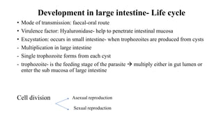 Development in large intestine- Life cycle
• Mode of transmission: faecal-oral route
• Virulence factor: Hyaluronidase- help to penetrate intestinal mucosa
• Excystation: occurs in small intestine- when trophozoites are produced from cysts
- Multiplication in large intestine
- Single trophozoite forms from each cyst
- trophozoite- is the feeding stage of the parasite  multiply either in gut lumen or
enter the sub mucosa of large intestine
Cell division Asexual reproduction
Sexual reproduction
 