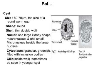 Shell Cyst Cell BALANTIDIUM COLI.ppt