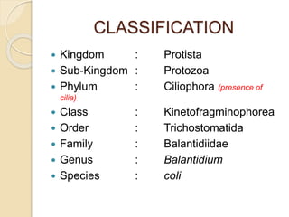 CLASSIFICATION
 Kingdom : Protista
 Sub-Kingdom : Protozoa
 Phylum : Ciliophora (presence of
cilia)
 Class : Kinetofragminophorea
 Order : Trichostomatida
 Family : Balantidiidae
 Genus : Balantidium
 Species : coli
 