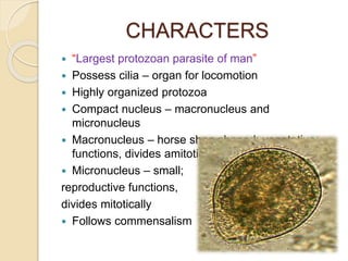 CHARACTERS
 “Largest protozoan parasite of man”
 Possess cilia – organ for locomotion
 Highly organized protozoa
 Compact nucleus – macronucleus and
micronucleus
 Macronucleus – horse shoe shaped; vegetative
functions, divides amitotically
 Micronucleus – small;
reproductive functions,
divides mitotically
 Follows commensalism
 