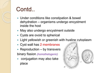 Contd..
 Under conditions like constipation & bowel
dehydration – organisms undergo encystment
inside the host
 May also undergo encystment outside
 Cysts are ovoid to spherical
 Light yellowish or greenish with hyaline cytoplasm
 Cyst wall has 2 membranes
 Reproduction – by transverse
binary fission (homothetogenic)
 conjugation may also take
place
 