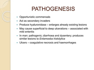 PATHOGENESIS
 Opportunistic commensals
 Act as secondary invaders
 Produce hyaluronidase – enlarges already existing lesions
 May cause superficial to deep ulcerations – associated with
mild enteritis
 In man: pathogenic; diarrhoea and dysentery; produces
similar lesions to Entamoeba histolytica
 Ulcers – coagulative necrosis and haemorrhages
 