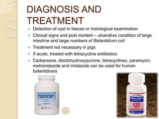 DIAGNOSIS AND
TREATMENT
 Detection of cyst in faeces or histological examination
 Clinical signs and post mortem – ulcerative condition of large
intestine and large numbers of Balantidium coli
 Treatment not necessary in pigs
 If acute, treated with tetracycline antibiotics
 Carbarsone, diiodohydroxyquinine, tetracyclines, paramycin,
metronidazole and imidazole can be used for human
balantidiosis
 