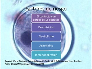 Factores de riesgo 
El contacto con 
cerdos o sus excretas 
Desnutrición 
Alcoholismo 
Aclorhidria 
Inmunodepresión 
Current World Status of Balantidium coli, Frederich L. Schuster and Lynn Ramirez- 
Avila. Clinical Microbiology Review; 2008 
 