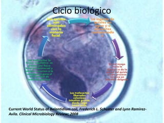 Ciclo biológico 
La ingesta de 
quistes en 
agua y/o 
alimentos 
contaminado 
s. 
En estómago 
inicia la 
disolución de la 
pared del quiste, 
y este proceso 
termina en 
intestino delgado. 
Los trofozoítos 
liberados 
colonizan 
intestino grueso, 
desde ciego 
hasta recto. 
Los quistes 
Los trofozoítos, la 
forma vegetativa, se 
dividen por fisión 
binaria transversal y 
también recurren a la 
conjugación para el 
intercambio de 
material genético 
son 
eliminados 
con la 
materia 
fecal. 
Current World Status of Balantidium coli, Frederich L. Schuster and Lynn Ramirez- 
Avila. Clinical Microbiology Review; 2008 
 
