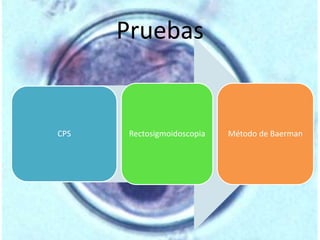 Pruebas 
CPS Rectosigmoidoscopia Método de Baerman 
 