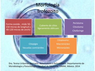 Morfología 
Trofozoito 
Forma ovoide , mide 50- 
150 micras de longitud y 
40-120 micras de ancho 
Cubierto de cilios 
ligeramente oblicuos 
Peristoma 
Citostoma 
Citofaringe 
Citopigio 
Vacuolas contráctiles 
Citoplasma: 
Macronúcleo 
Micronúcleo 
Dra. Teresa Uribarren Berrueta. Balantidiosis o Balantidiasis. Departamento de 
Microbiología y Parasitología, Facultad de Medicina, UNAM, México. 2014 
 