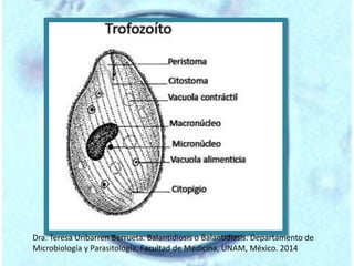 Dra. Teresa Uribarren Berrueta. Balantidiosis o Balantidiasis. Departamento de 
Microbiología y Parasitología, Facultad de Medicina, UNAM, México. 2014 
 