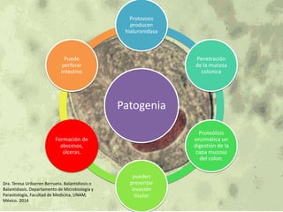 Protozoos 
producen 
hialuronidasa 
Patogenia 
Penetración 
de la mucosa 
colonica 
Proteólisis 
enzimática un 
digestión de la 
capa mucosa 
del colon. 
pueden 
presentar 
invasión 
tisular 
Puede 
perforar 
intestino 
Formación de 
abscesos, 
úlceras. 
Dra. Teresa Uribarren Berrueta. Balantidiosis o 
Balantidiasis. Departamento de Microbiología y 
Parasitología, Facultad de Medicina, UNAM, 
México. 2014 
 
