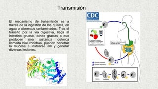 Transmisión
El mecanismo de transmisión es a
través de la ingestión de los quistes, en
agua o alimentos contaminados. Tras el
tránsito por la vía digestiva, llega al
intestino grueso, donde gracias a que
producen una sustancia química
llamada hialuronidasa, pueden penetrar
la mucosa e instalarse allí y generar
diversas lesiones.
 