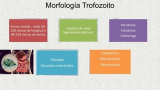 Morfología Trofozoito
 
