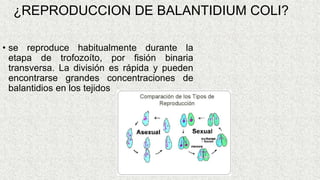 ¿REPRODUCCION DE BALANTIDIUM COLI?
• se reproduce habitualmente durante la
etapa de trofozoíto, por fisión binaria
transversa. La división es rápida y pueden
encontrarse grandes concentraciones de
balantidios en los tejidos
 