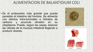 ALIMENTACION DE BALANTIDIUM COLI
• Es el protozoario más grande que puede
parasitar el intestino del hombre. Se alimenta
con detritus intra-luminales e hidratos de
carbono y acumula almidón en su
citoplasma. Puede, según las cepas, lesionar
las células de la mucosa intestinal llegando a
producir úlceras.
 