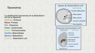 Taxonomía
La clasificación taxonómica de la Balantidium
coli es la siguiente:
Dominio: Eukarya
Reino: Protista
Filo: Ciliophora
Clase: Litostomatea
Orden: Trichostomatida
Familia: Balantidiidae
Género: Balantidium
Especie: Balantidium coli
 