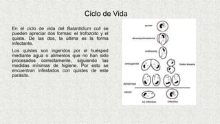 En el ciclo de vida del Balantidium coli se
pueden apreciar dos formas: el trofozoito y el
quiste. De las dos, la última es la forma
infectante.
Los quistes son ingeridos por el huésped
mediante agua o alimentos que no han sido
procesados correctamente, siguiendo las
medidas mínimas de higiene. Por esto se
encuentran infestados con quistes de este
parásito.
Ciclo de Vida
 
