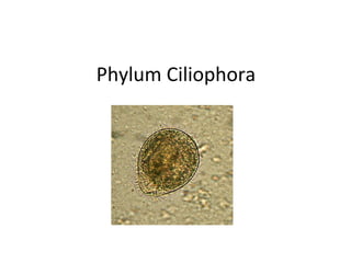 Phylum Ciliophora
 