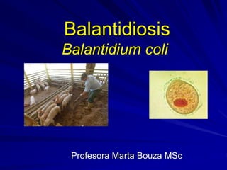 Balantidiosis
Balantidium coli
Profesora Marta Bouza MSc
 