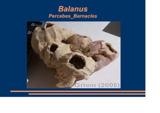 Balanus
Percebes_Barnacles