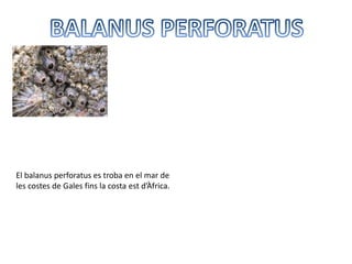 El balanus perforatus es troba en el mar de
les costes de Gales fins la costa est d’Àfrica.
 
