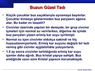 Buzun Güzel Tadı
• Küçük çocuklar buz saçaklarıyla oynamaya bayılırlar.
  Çocuklar kimseye göstermeden buz parçasını ağzına
  atar. Bu kadar mı lezzetli?
• Civcivler üzerinde yapılan bir deneyde; bir grup civcive
  içmeleri için normal su verirlerken, diğerine de içinde
  buz parçaları yüzen erimiş kar suyu içirilmişti.
• Normal su içen civcivler oldukça sakindi ve hiç
  huysuzlanmıyorlardı. Erimiş kar suyunu değişik bir tadı
  vermış gibi cicivler açgözlülükle yutuyorlardı.
• 1.5 ay sonra civcivler tartıldığında erimiş kar suyu
  içenler daha ağırdı. Buz kristal yapıya sahipti. Buz
  eridiğinde uzun süre Kristal yapısını korumaktaydı.


                                                  Prof.Dr. İbrahim USLU
 