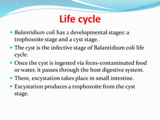 Life cycle
 Balantidium coli has 2 developmental stages: a
trophozoite stage and a cyst stage.
 The cyst is the infective stage of Balantidium coli life
cycle.
 Once the cyst is ingested via feces-contaminated food
or water, it passes through the host digestive system.
 There, excystation takes place in small intestine.
 Excystation produces a trophozoite from the cyst
stage.
 
