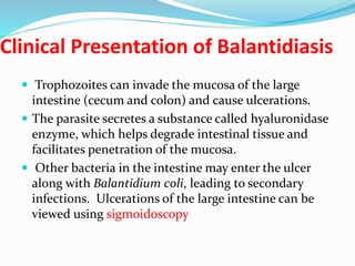 Clinical Presentation of Balantidiasis
 Trophozoites can invade the mucosa of the large
intestine (cecum and colon) and cause ulcerations.
 The parasite secretes a substance called hyaluronidase
enzyme, which helps degrade intestinal tissue and
facilitates penetration of the mucosa.
 Other bacteria in the intestine may enter the ulcer
along with Balantidium coli, leading to secondary
infections. Ulcerations of the large intestine can be
viewed using sigmoidoscopy
 