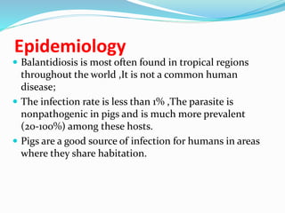 Epidemiology
 Balantidiosis is most often found in tropical regions
throughout the world ,It is not a common human
disease;
 The infection rate is less than 1% ,The parasite is
nonpathogenic in pigs and is much more prevalent
(20-100%) among these hosts.
 Pigs are a good source of infection for humans in areas
where they share habitation.
 