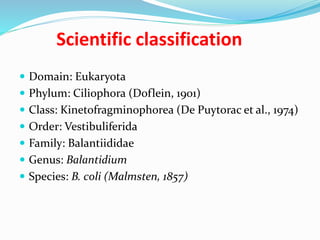 Scientific classification
 Domain: Eukaryota
 Phylum: Ciliophora (Doflein, 1901)
 Class: Kinetofragminophorea (De Puytorac et al., 1974)
 Order: Vestibuliferida
 Family: Balantiididae
 Genus: Balantidium
 Species: B. coli (Malmsten, 1857)
 