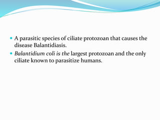  A parasitic species of ciliate protozoan that causes the
disease Balantidiasis.
 Balantidium coli is the largest protozoan and the only
ciliate known to parasitize humans.
 