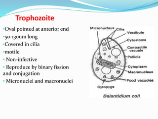 Trophozoite
•Oval pointed at anterior end
•50-130um long
•Covered in cilia
•motile
• Non-infective
• Reproduce by binary fission
and conjugation
• Micronuclei and macronuclei
 