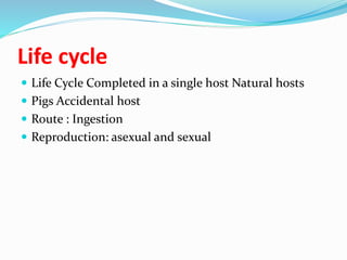 Life cycle
 Life Cycle Completed in a single host Natural hosts
 Pigs Accidental host
 Route : Ingestion
 Reproduction: asexual and sexual
 