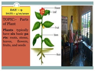 DAY – 9
DATE :- 4/10/2020
TOPIC:- Parts
of Plant
Plants typically
have six basic pa
rts: roots, stems,
leaves, flowers,
fruits, and seeds
 