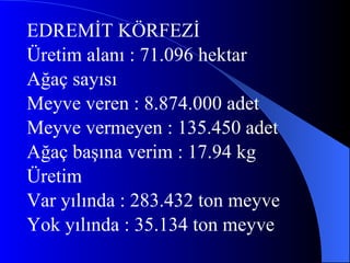 EDREMİT KÖRFEZİ Üretim alanı : 71.096 hektar Ağaç sayısı Meyve veren : 8.874.000 adet Meyve vermeyen : 135.450 adet Ağaç başına verim : 17.94 kg Üretim Var yılında : 283.432 ton meyve Yok yılında : 35.134 ton meyve 