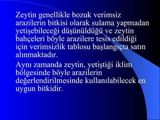 Zeytin genellikle bozuk verimsiz arazilerin bitkisi olarak sulama yapmadan yetişebileceği düşünüldüğü ve zeytin bahçeleri böyle arazilere tesis edildiği için verimsizlik tablosu başlangıçta satın alınmaktadır. Aynı zamanda zeytin, yetiştiği iklim bölgesinde böyle arazilerin değerlendirilmesinde kullanılabilecek en uygun bitkidir. 
