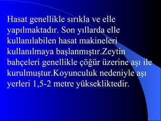 Hasat genellikle sırıkla ve elle yapılmaktadır. Son yıllarda elle kullanılabilen hasat makineleri kullanılmaya başlanmıştır.Zeytin bahçeleri genellikle çöğür üzerine aşı ile kurulmuştur.Koyunculuk nedeniyle aşı yerleri 1,5-2 metre yüksekliktedir. 