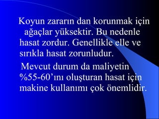 Koyun zararın dan korunmak için  ağaçlar yüksektir. Bu nedenle hasat zordur. Genellikle elle ve sırıkla hasat zorunludur. Mevcut durum da maliyetin %55-60’ını oluşturan hasat için makine kullanımı çok önemlidir. 