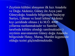 Zeytinin kültüre alınışının ilk kez Anadolu ve Doğu Akdeniz, Güney ön Asya yani Güneydoğu Anadolu bölgesinde başlayıp Suriye, Lübnan ve İsrail lehine Akdeniz kıyı şeridinde olması ( ki M.Ö. 4000 yıllarına rastlanmaktadır ve Samiler tarafında kültüre alınd ığı  sanılmaktadır.) zeytini n  anavatanı nın  Güney  doğu  Anadolu bölgesinde Hatay, Maraş, Mardin üçgeninde olduğu tezini güçlendirmektedir.  