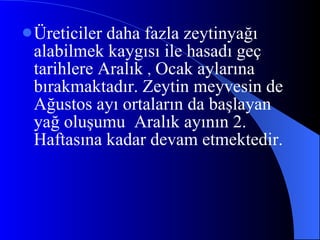 Üreticiler daha fazla zeytinyağı alabilmek kaygısı ile hasadı geç tarihlere Aralık  ,  Ocak aylarına bırakmaktadır. Zeytin meyvesin de Ağustos ayı ortaların da başlayan yağ oluşumu  Aralık ayının 2. Haftasına kadar devam etmektedir.  