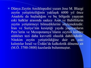 Dünya Zeytin Ansiklopedisi yazarı Jose M. Blazgi zeytin yetiştiriciliğinin yaklaşık 6000 yıl önce Anadolu da başladığını ve bu bölgede yaşayan eski halklar arasında sadece Asur ve Babillilerin zeytin yetiştirmeyi bilmediklerini söylemektedir. İran ve Suriye’nin kesiştiği yayda yaşayanların Pers’lerin ve Mezopotamya’lıların zeytini kültüre aldıkları tezi daha kuvvetli olasılık dahilindedir. Nitekim zeytin yetiştirildiğine dair en eski kalıntılar İsrail ve Ürdün’de kalkolotik döneme ait (M.Ö. 3700-3800) kazılarda bulunmuştur. 
