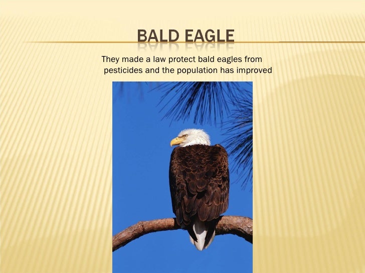 Bald%20 eagle[1]