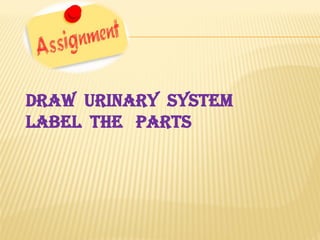 Draw urinary system
label the parts
 