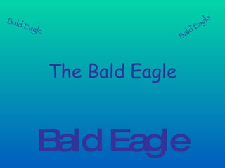 The Bald   Eagle Bald Eagle Bald Eagle Bald Eagle 