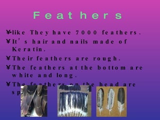 Feathers like They have 7000 feathers. It’s hair and nails made of Keratin. Their feathers are rough. The feathers at the bottom are white and long. The feathers on the head are spiky . 