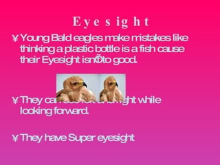 Eyesight Young Bald eagles make mistakes like thinking a plastic bottle is a fish cause  their Eyesight isn’t to good. They can see left and right while looking forward. They have Super eyesight 